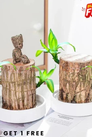 brazilian-lucky-wood-plant-buy-1-get-2-free