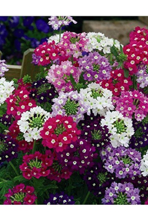 leafy-tales-verbena-flower-seeds-for-balcony-gardening-50-seeds