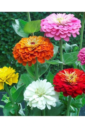 classic-green-earth-zinnia-flowers-50-seeds