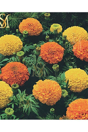 ms-marigold-seeds-mix-30-seeds