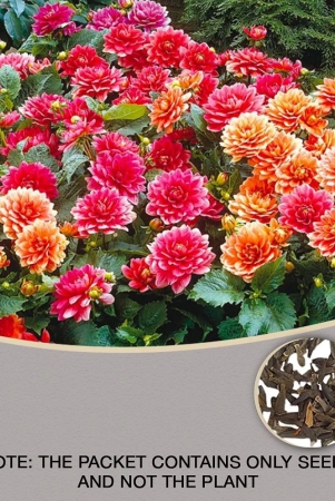 homeagro-dahlia-mixed-flower-25-seeds-