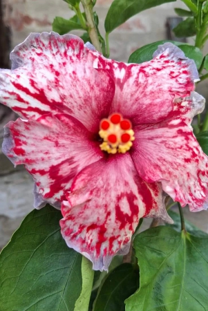 austrelian-hibiscus-plant-for-home-gardening