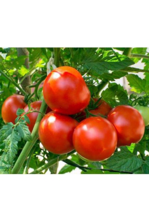 tomato-hybrid-100-seeds-high-germination-seeds-with-instruction-manual