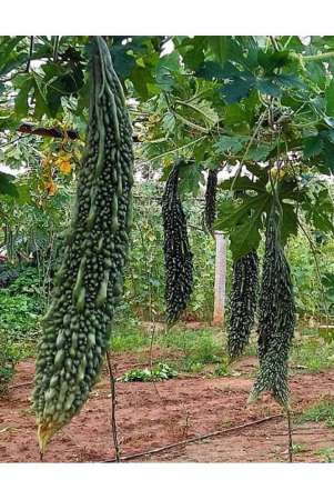 classic-green-earth-bitter-gourd-vegetable-12-seeds-