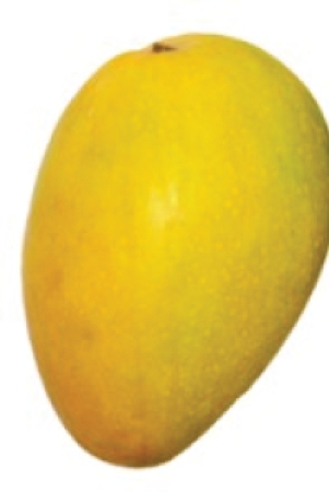 mango-banganpalle-badami-1-kg