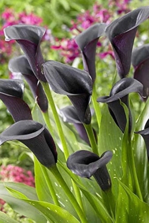 calla-lily-zantedeschia-black-color-flower-bulb