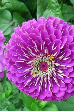 zinnia-double-purple-color-flower-seeds