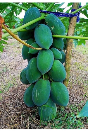 organic-desi-papaya-fruit-seeds-50-seeds