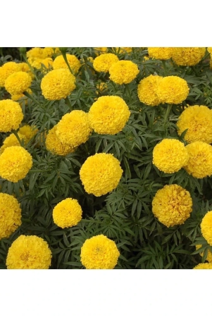 homeagro-marigold-flower-50-seeds-