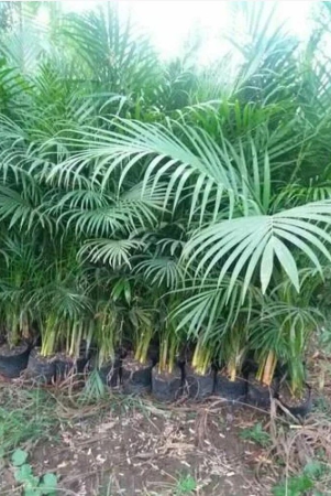 classic-green-earth-areca-palm-plant-20-seeds-