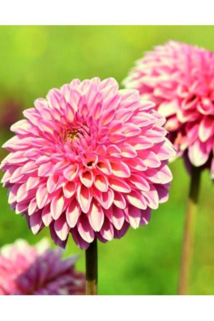 hn-organic-seed-dahlia-mixed-flower-25-seeds-