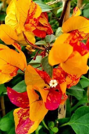 adarna-bougainvillea-top-rare-grafted