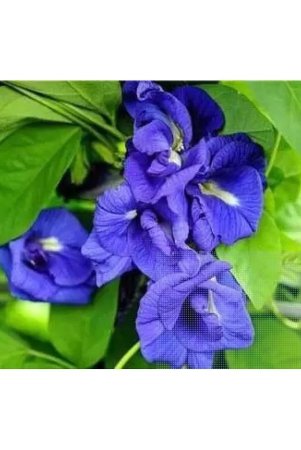 classic-green-earth-ipomoea-flower-60-seeds-