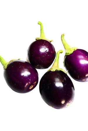 green-india-frees-purple-brinjal-round-hybrid-100-original-seeds