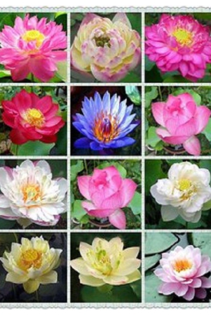 lotus-seeds-adorable-flower-10-seeds-fragrant-blooms-hydroponic-water-flower