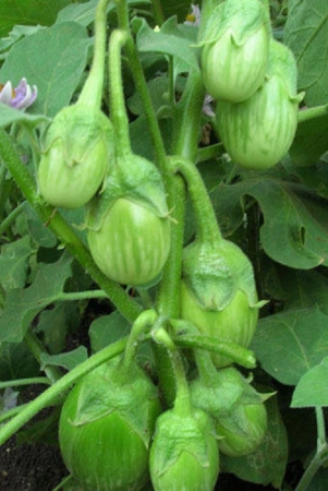 green-gol-brinjal-seeds-pack-of-50-seeds-f-1-hybrid