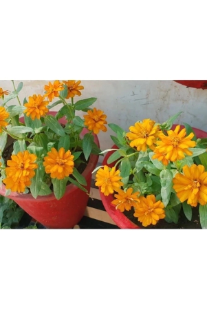 hn-organic-seed-zinnia-mixed-flower-20-seeds-