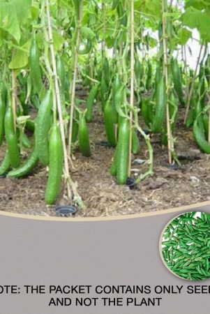 cucumber-seeds-for-home-kitchen-gardening-pack-of-50