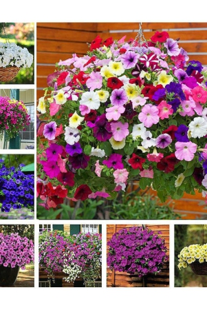 homeagro-petunia-mixed-flower-50-seeds-