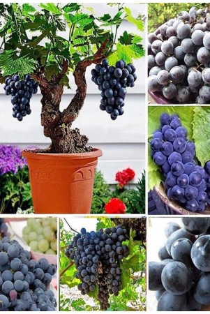 sky-star-agro-co-fruit-seeds-sweet-grape-seed-20-