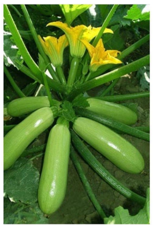 garden-high-yielding-hybrid-green-long-squash-seeds-pack-of-10-seeds