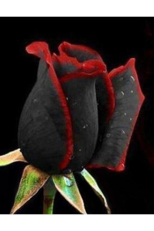 rare-black-rose-with-red-edge-seeds-home-garden-plant-flower-seed-20-seed