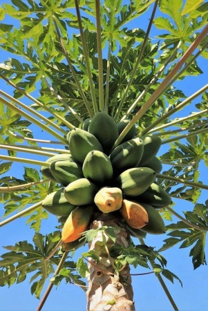 zello-papaya-fruit-50-seeds-