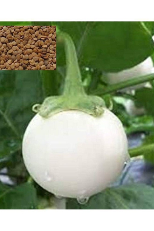 matrix-white-eggplant-brinjal-baigen-seed