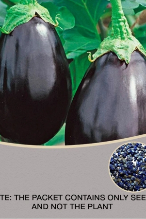 round-brinjal-bengan-hybrid-seeds-pack-of-50-seeds