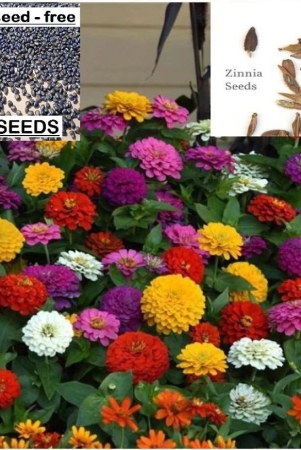 homeagro-zinnia-mixed-flower-25-seeds-