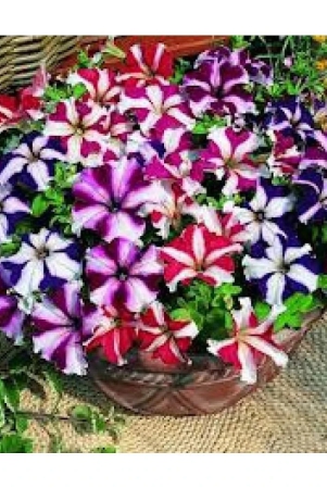 homeagro-petunia-mixed-flower-50-seeds-