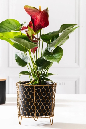 metal-net-planter-black