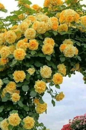 climbing-rose-flower-plants-yellow-