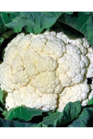 vegetable-seeds-cauliflower-gobhi-pack-of-50-f1-hybrid-seeds