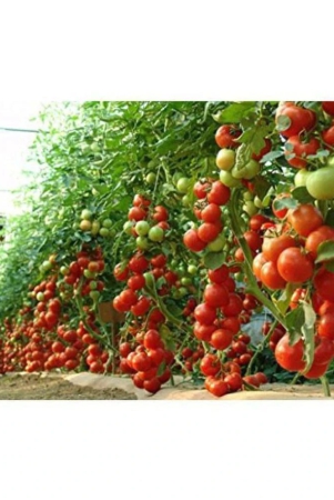 hybrid-indian-tomato-100-seeds-pack