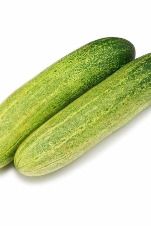 namdhari-cucumber-regular-1-kg