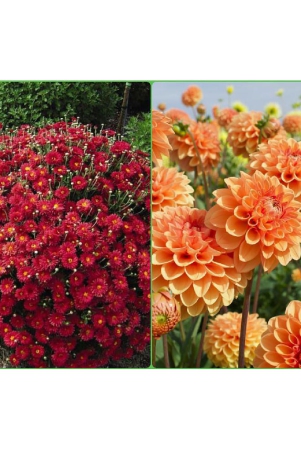 homeagro-seeds-combo-chrysanthemum-flower-50-seed-and-dahlia-mixed-flower-25-seeds-