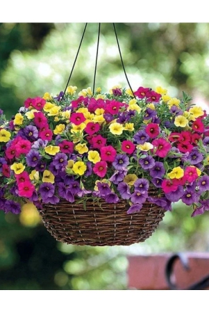 homeagro-petunia-mixed-flower-50-seeds-