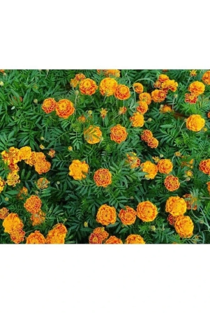 homeagro-marigold-flower-50-seeds-