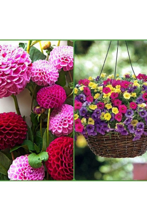 homeagro-dahlia-mixed-flower-25-seeds-