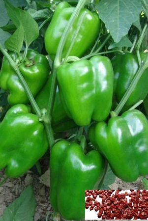 homeagro-green-capsicum-vegetable-50-seeds-