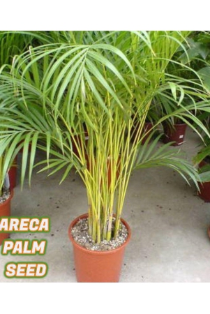 sky-star-agro-co-areca-palm-plant-5-seeds-