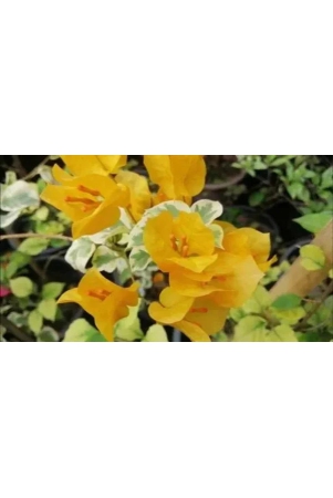 variegated-bougainvillea-yellow-colour-plant