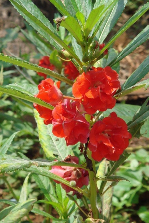 homeagro-balsam-mixed-flower-20-seeds-