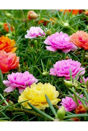 portulaca-mixed-flower-seeds-30-seeds