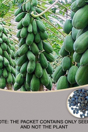 thai-papaya-hybrid-variety-dwarf-fruit-50-seeds-packet