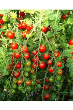 cherry-tomato-exotic-seeds-pack-of-30-hybrid-seeds