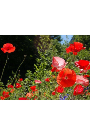 poppy-red-flower-50-seeds-pack-with-free-cocopeat-and-user-manual