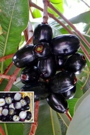 seddless-jamun-fruit-plant