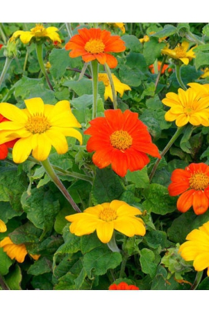 tithonia-mix-type-flower-plant-30-seeds-pack-with-cocopeat-and-user-manual